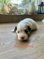 Prodám štěňátka Havanského psíka s PO