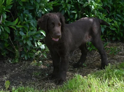 FLAT COATED RETRIEVER