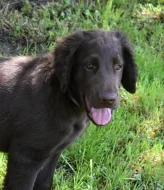 FLAT COATED RETRIEVER
