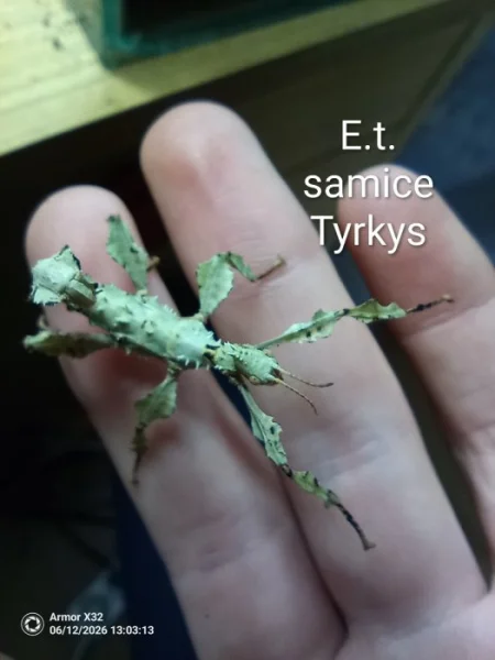 Prodám běžné druhy strašilek s vmnoha barevnými variantami