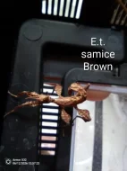 Prodám běžné druhy strašilek s vmnoha barevnými variantami