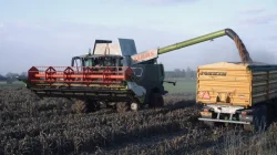 Čirok červený