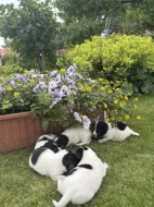 Jack Russel