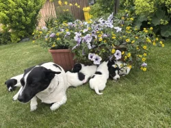Jack Russel