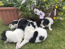 Jack Russel