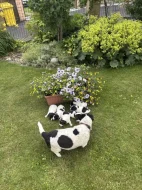 Jack Russel