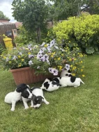 Jack Russel