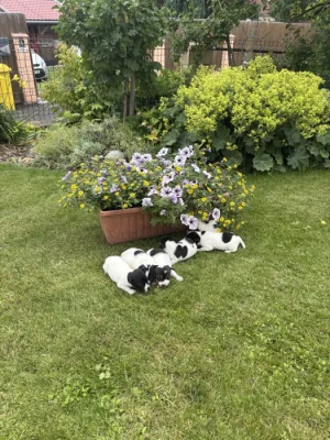 Jack Russel