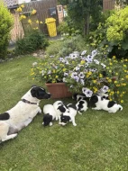 Jack Russel