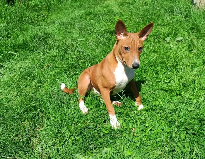 Basenji - prodám pejsky bez pp