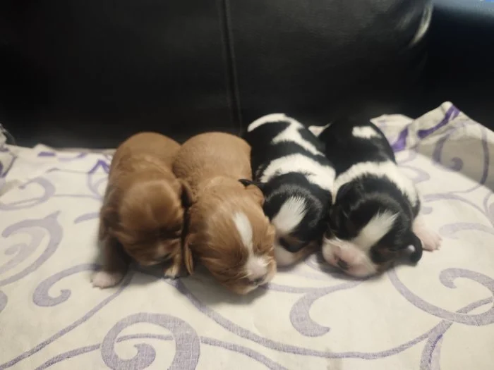 🐾 Kavalír King Charles španěl – štěňátka k rezervaci 🐾