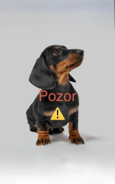 jezevčík trpasličí