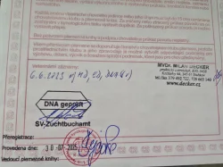 Štěně - německý ovčák s PP - 4x vlkošedý, 3x černý