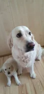 PRODÁM VYMAZLENÉ ŠTĚŇÁTKO ZLATÉHO RETRIEVERA S PP