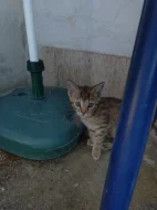 Daruji koťata do dobrých rukou