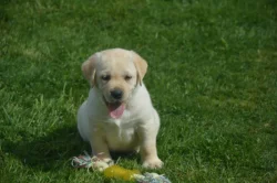 Labrador