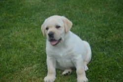 Labrador