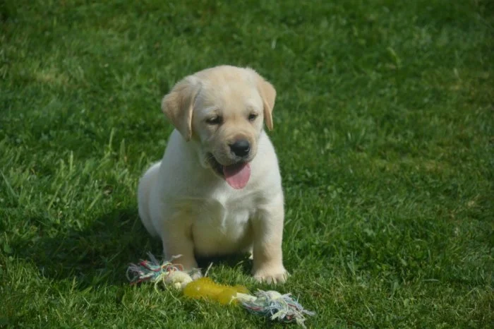 Labrador