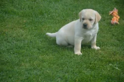 Labrador