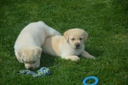 Labrador