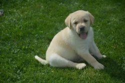Labrador