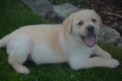 Labrador
