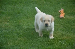 Labrador