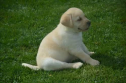 Labrador