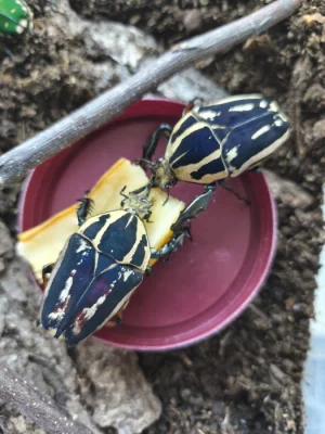 Mecynorrhina torguata ugandensis (MTU) - samci