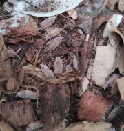 ISOPODY - akce 2+1 ZDARMA 🧨