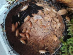 ISOPODY - akce 2+1 ZDARMA 🧨