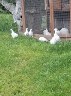 kuřata-hedvábnička velká bílá bezvousá- kuřata