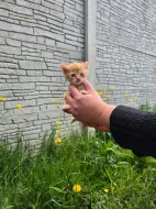 Darujeme dubnová koťátka do dobrých rukou