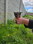 Darujeme dubnová koťátka do dobrých rukou