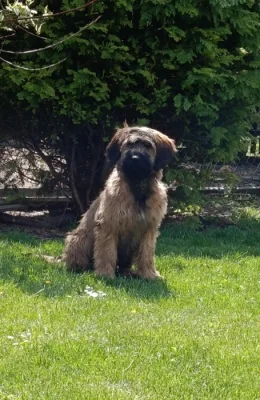 Briard