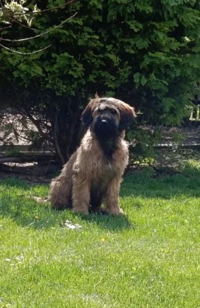 Briard