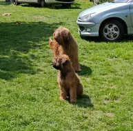 Briard