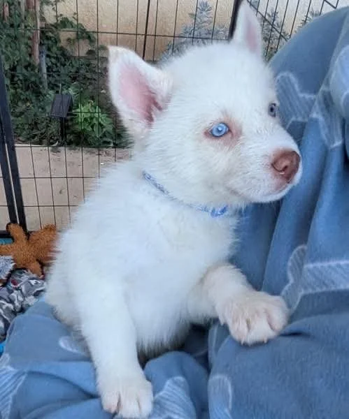 Štěňata sibiřského huskyho