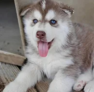Štěňata sibiřského huskyho