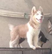 Štěňata sibiřského huskyho