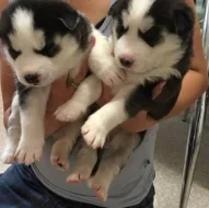 Štěňata sibiřského huskyho