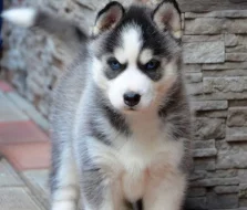 Štěňata sibiřského huskyho