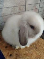 Prodám mláďata zakrslých beránků