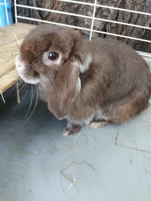 Prodám chovnou samičku beránka minilopa