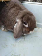 Prodám chovnou samičku beránka minilopa