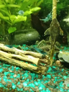 Krevetky Neocaridina blue dream /modré