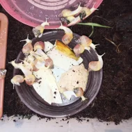 Africký šnek - Lissachatina fulica hamillei rodatzi Albino body