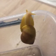 Africký šnek - Lissachatina fulica hamillei rodatzi Albino body