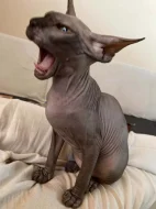 SPHYNX kotě bez PP