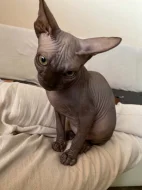 SPHYNX kotě bez PP